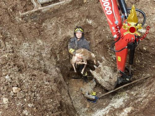 Calabria, agnello finisce in un tubo sottoterra. Salvato dai pompieri