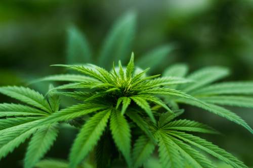 Coltivava cannabis tra gli ortaggi: arrestato