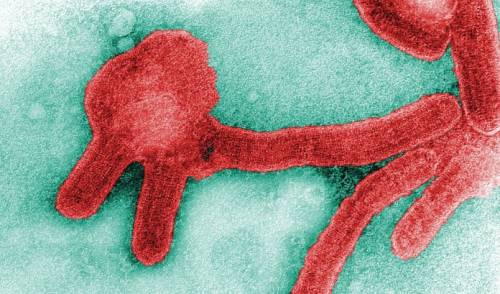 Gli Usa vogliono il vaccino per il virus Marburg, variante letale dell'Ebola