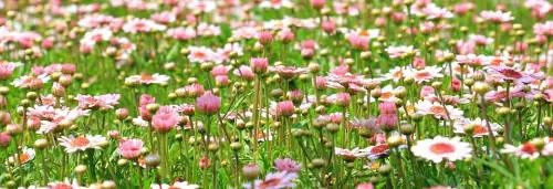 La primavera arriva oggi, con un giorno di anticipo
