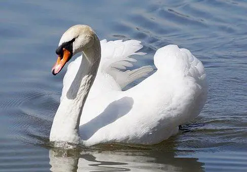 Ricoverato il cigno Alfredo, mascotte di Arona