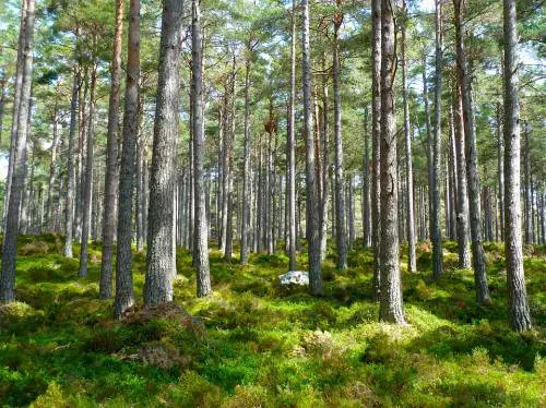 Erba e foreste, sono loro la benzina nel nostro corpo