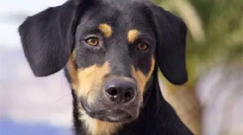 Siracusa, lega cane al suo scooter e lo trascina in giro. Denunciato