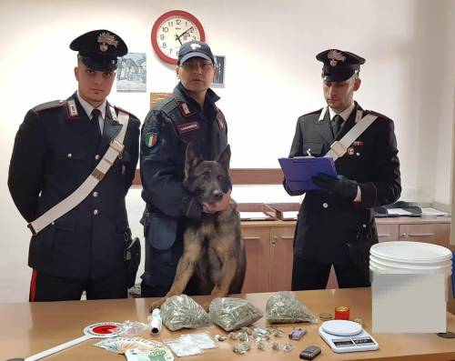 Il cane che scova la marijuana, con il suo fiuto i carabinieri beccano un pusher