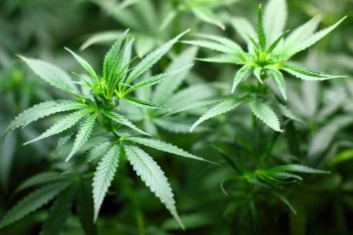 Olbia, scoperta piantagione di marijuana per un milione di euro