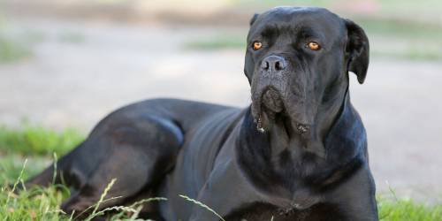 Roma, cane corso aggredisce il padrone: 43enne muore per emorragia