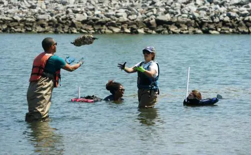 Ora le ostriche francesi le raccolgono i polacchi