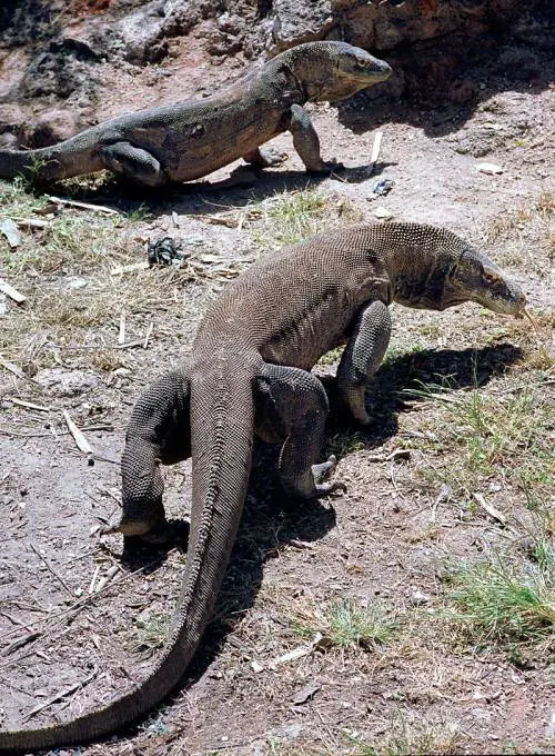 Potrebbe chiudere l'isola di Komodo in Indonesia: draghi a rischio estinzione
