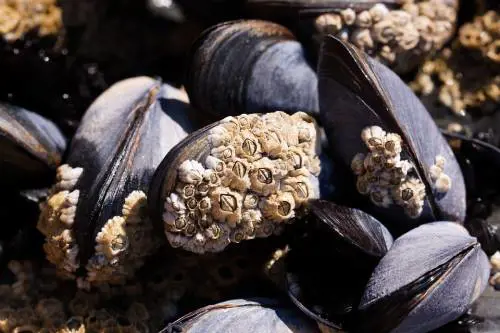 Blitz dei Nas in pescheria: sequestrati 25 chili di cozze pericolose