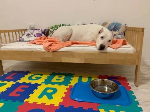 Asia, il cane che sbranò un bimbo di 18 mesi ora ha una nuova casa