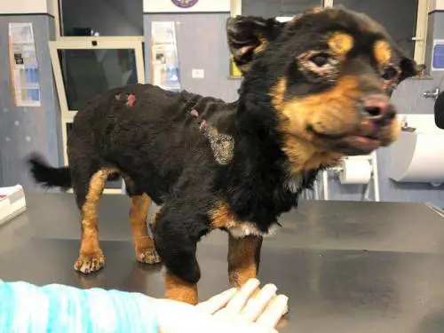 Sassari, cane legato e bruciato vivo da ignoti. Caccia al colpevole