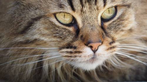 I gatti riconoscono il loro nome: lo dice uno studio giapponese