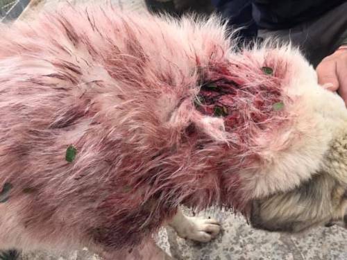 Orrore a Galatina, cane ferito in strada a colpi di fucile