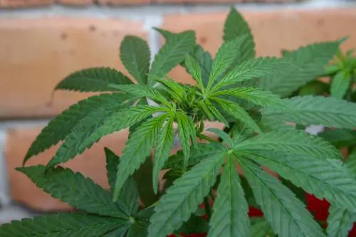 Sorpreso a innaffiare le piante di marijuana in garage, arrestato