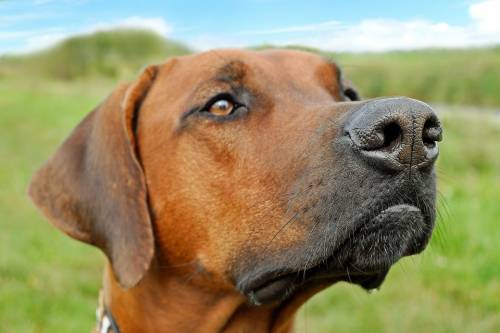 Il super naso dei cani riesce a riconoscere i tumori nel sangue