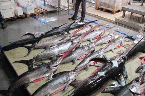 Navigare nel mare lombardo tra scampi, cozze e gamberi