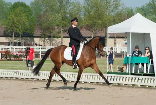 Dressage, salto e cross: in sella i cavalieri olimpici