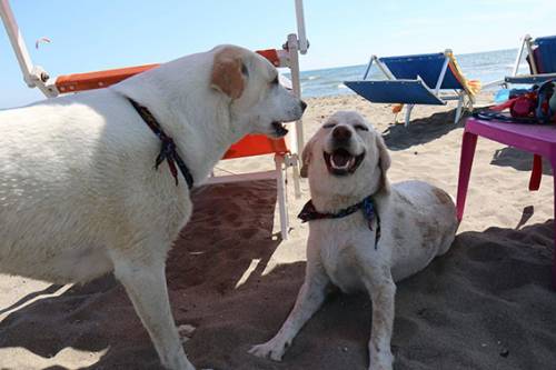 Riapre BauBeach: per Pasqua tutti i cani al mare