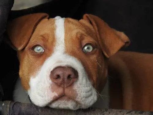 Annega pitbull con sasso al collo: multa da 7mila euro al proprietario