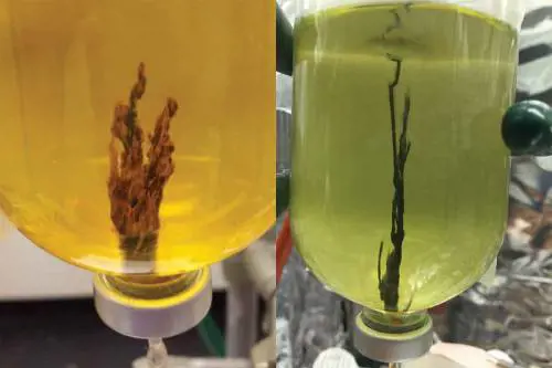 Il laboratorio che ha creato il brodo primordiale della vita