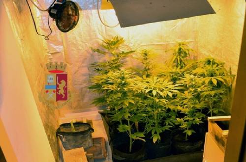 Una mini piantagione di marijuana in casa: arrestato