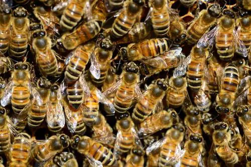 Latina, stava tagliando l'erba del prato e muore per choc anafilattico