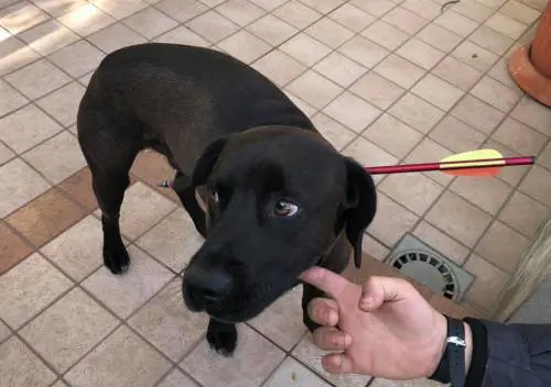 Aron, il cane trafitto da una freccia a Pasqua