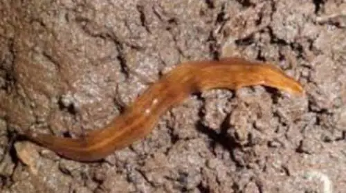 Piatto, marroncino e appiccicoso: il verme Obama divora i lombrichi
