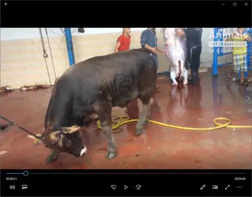 Il traffico degli animali italiani: brutalmente macellati in Africa