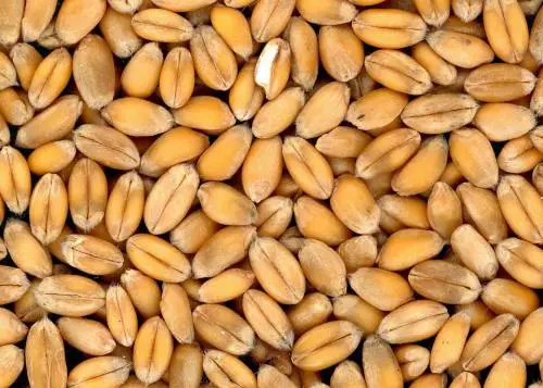 Celiachia: tutte le verità sul glutine