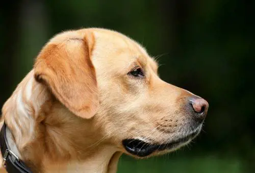 Bambina di 16 mesi azzannata dal labrador di famiglia