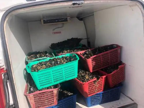 Torre del Greco, maxi sequestro di cozze al porto: "Vietata la vendita"