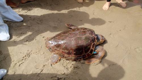 Liberata in mare la tartaruga Caretta caretta Federica. Era ferita e piena di plastica