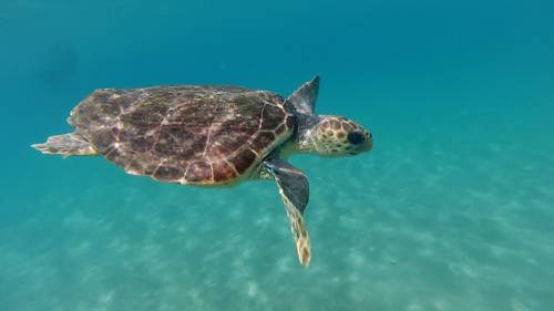 Ferita e piena di plastica: liberata la tartaruga salvata a Cefalù