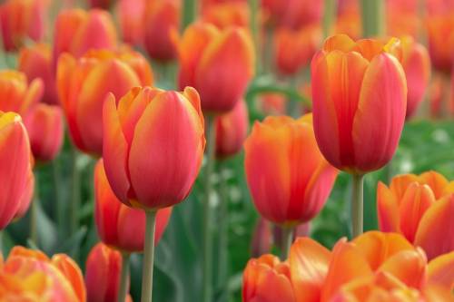 "Guarda dove metti i piedi". L’Olanda contro i selfie che calpestano i tulipani 