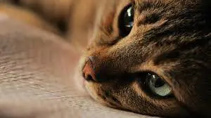 Usa, muore il gatto per diabete. Il padrone decide di spedire le ceneri nello spazio