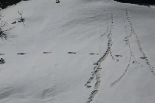Le orme dello Yeti