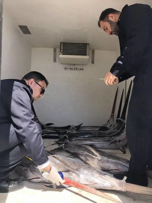 Sequestrata partita di piccoli di pesce spada