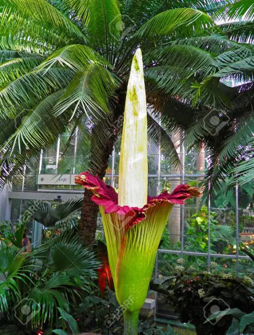 Nella gara fra giganti vince l'Amorphophallus