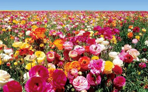 I fiori non profumano più E se lo dicono gli scienziati...
