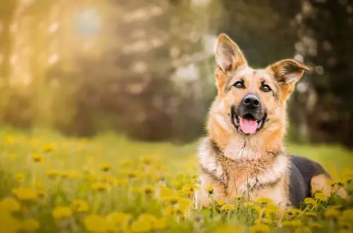 Cane sano viene soppresso: doveva essere sepolto insieme alla sua padrona defunta