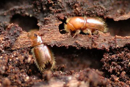 Il minuscolo scarabeo "divora legno" nemico numero uno dell'Ikea