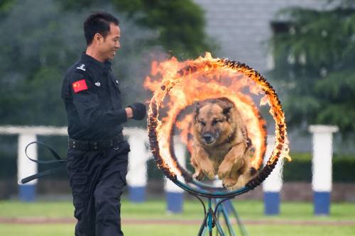 Così la Cina ha clonato il primo cane poliziotto: ecco Kunxun