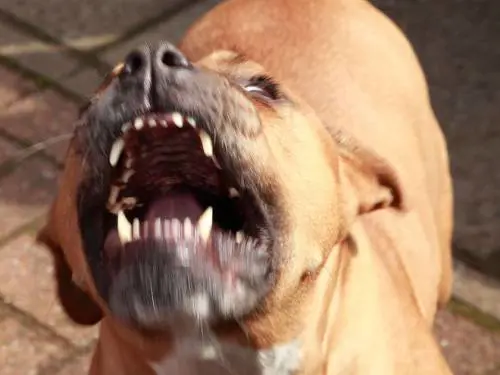 Caserta, sbranata dai pitbull della nipote: amputato un braccio