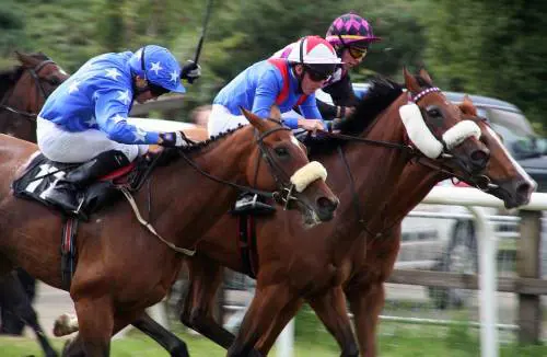 Dopato per vincere una gara di trotto, cavallo da corsa finisce sotto sequestro
