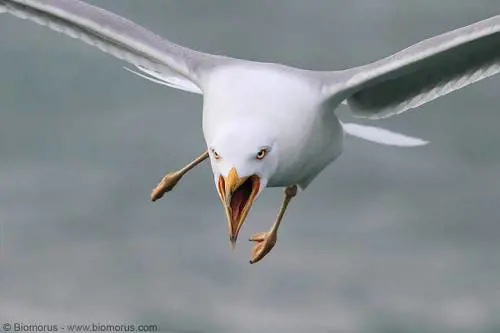 Gabbiano ruba un panino: ammazzato. Scoppia la rissa