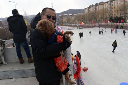 Cina, uomo arrestato per i nomi che ha dato ai suoi cani