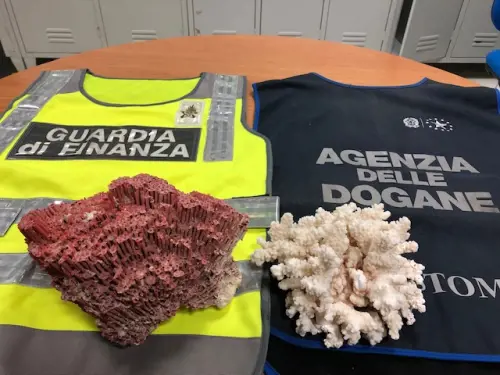 In valigia col corallo protetto: turista rischia maximulta