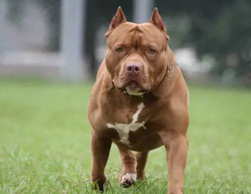 Stranieri aggrediscono i padroni, il pitbull si mette in mezzo e li azzanna