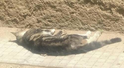 Gatto ucciso a bastonate da un bidello davanti ai bimbi